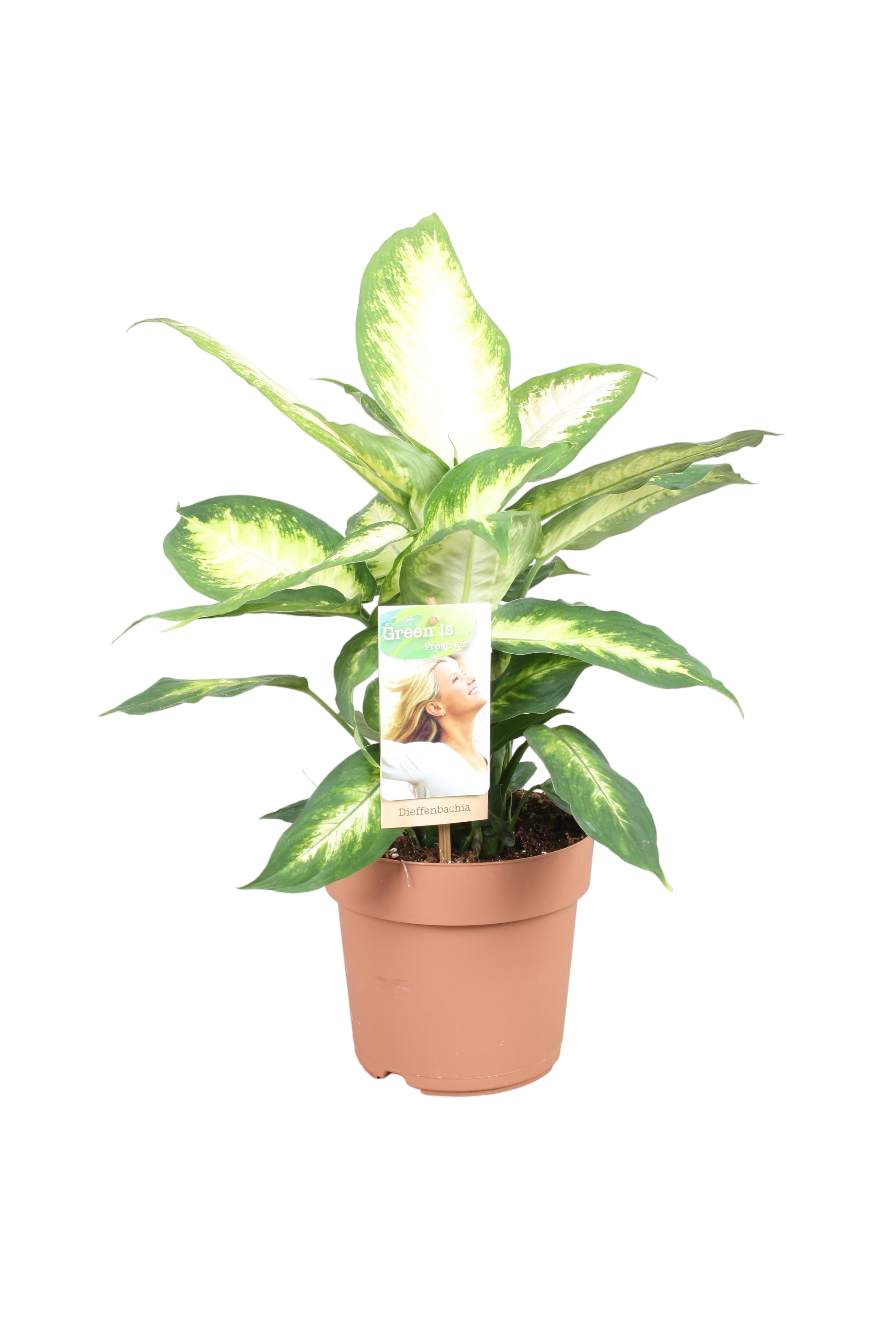 Plante d'intérieur - dieffenbachia 'camilla' 45.0cm