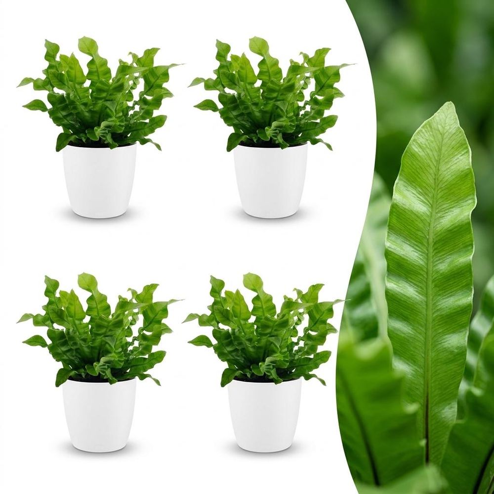Asplenium crispy wave - fougère crispy wave - pot de 12cm
