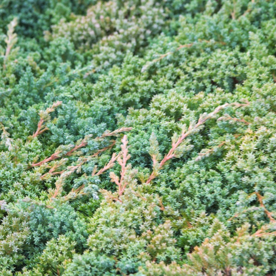 Genévrier prostré nana pot de 3l - 20/40 cm