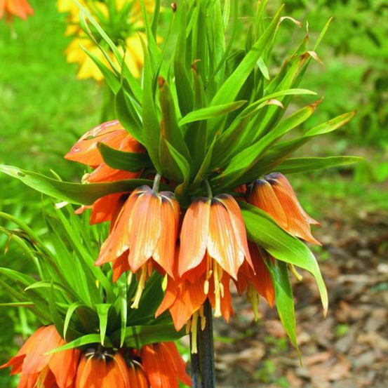5 x fritillaria aurora - orange - 5 x fritillaria aurora