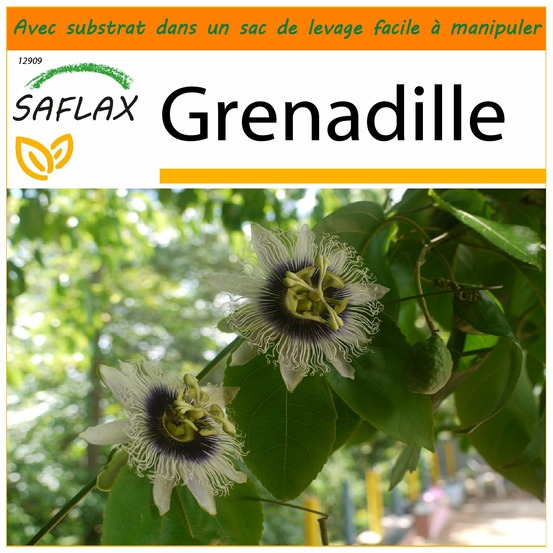 Garden in the bag - grenadille - 40 graines - passiflora edulis