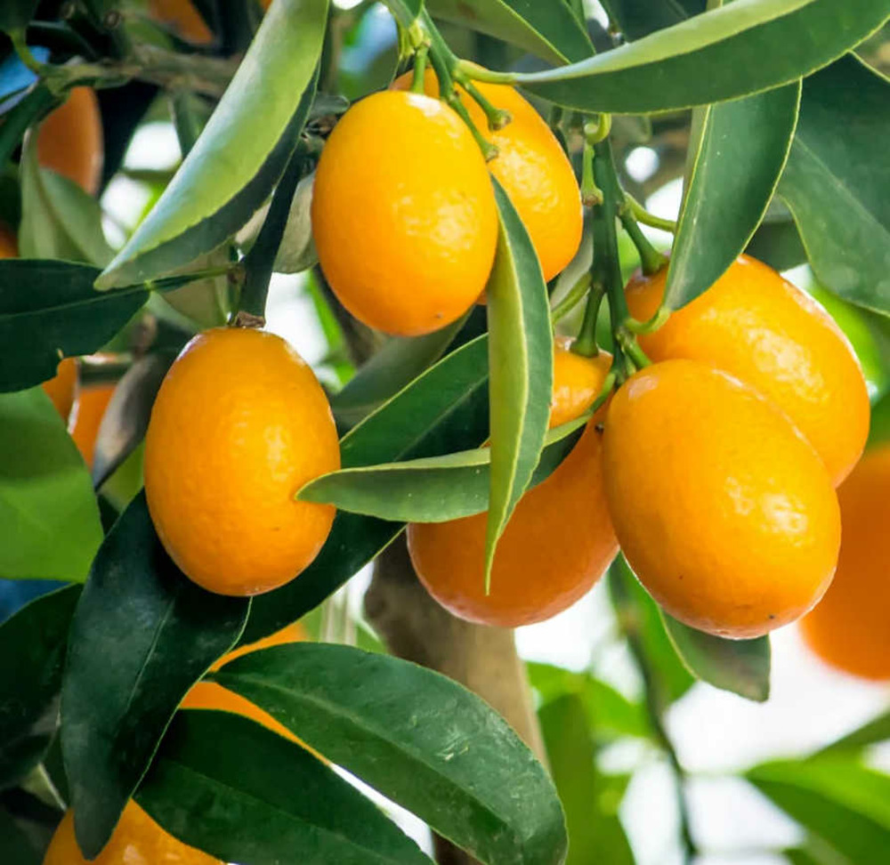 Citrus floridana limequat (hybride entre citron vert et kumquat) pot de 9 litres -140/160 cm