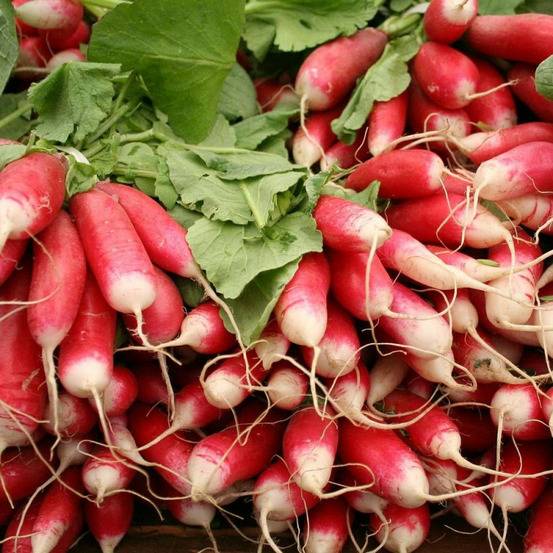 Graines de radis demi long de 18 jours - vilmorin sachet