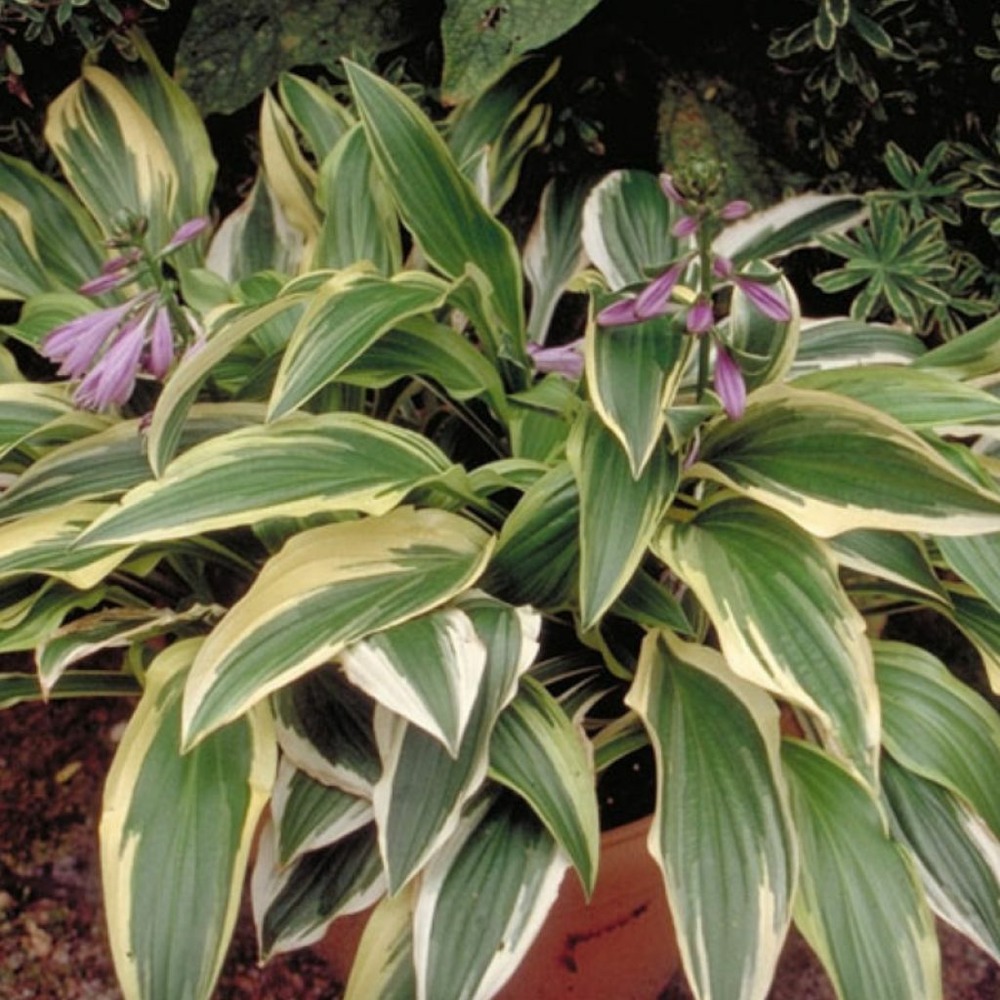 Hosta 'yellow splash rim' godet de 8/9 cm