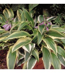 Hosta 'yellow splash rim' godet de 8/9 cm