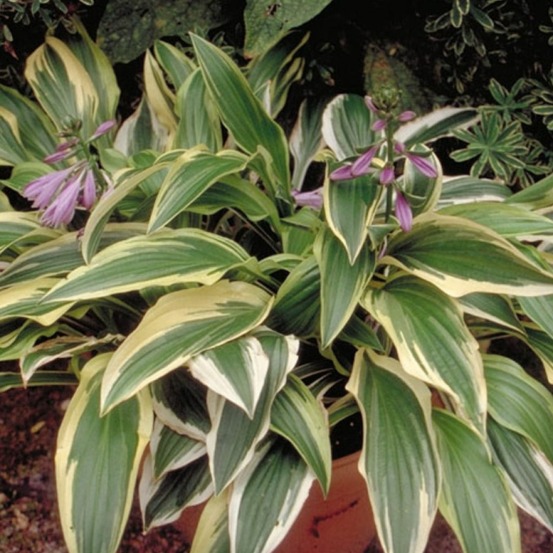 Hosta 'yellow splash rim' godet de 8/9 cm