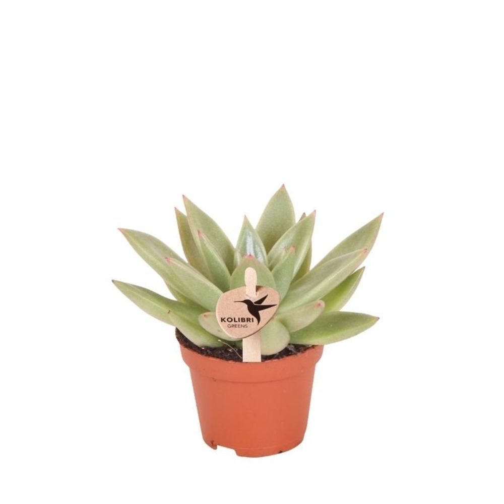 Succulente echeveria miranda - ø6cm - ↕8cm - plantes d'intérieur