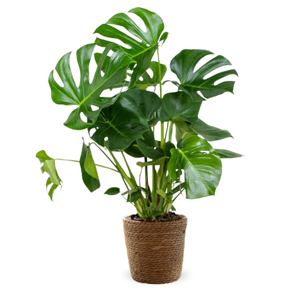 Monstera deliciosa avec panier en jonc de mer - plante trouée - purificateur d'air - ↕ 70-80 cm - ⌀ 19 cm - plante d'intérieur
