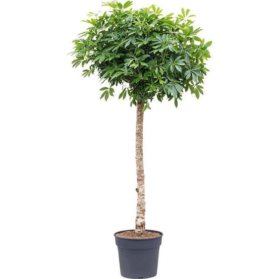 Schefflera - plantes d'intérieur