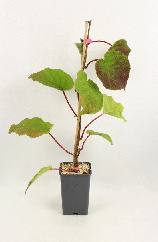 Kiwi femelle actinidia chinensis hayward pot 1,3 l