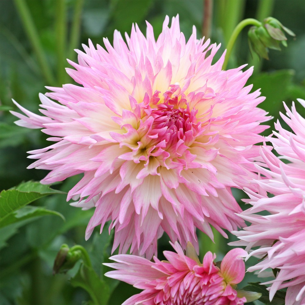 3 dahlias cactus dentelle nadia ruth - le sachet de 3 bulbes / calibre i, vendu par lot de 4