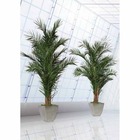 Palmier yuruguano naturel stabilisé 200 cm