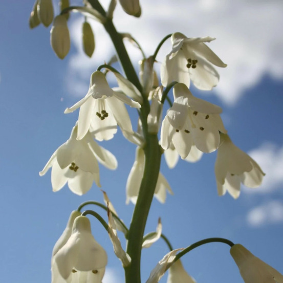 Bulbe de jacinthe du cap sachet de 6 bulbes