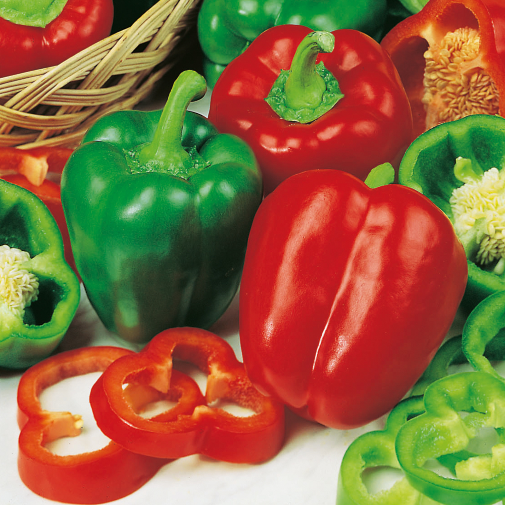 Poivron yolo wonder - 2.5 g