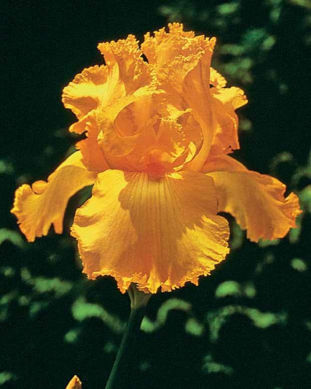 3 iris de jardin remontants maid of orange, le paquet de 3 racines nues
