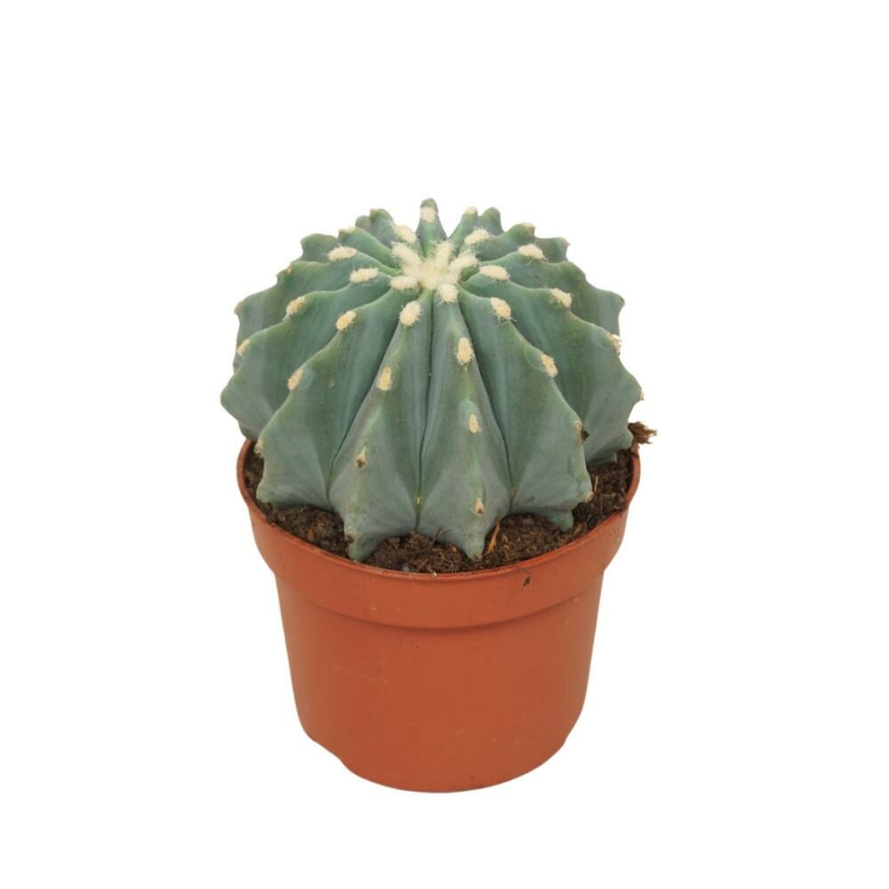 Langue du diable sans épines ferocactus glaucescens inermis cactus facile à entretenir pot 10,5cm
