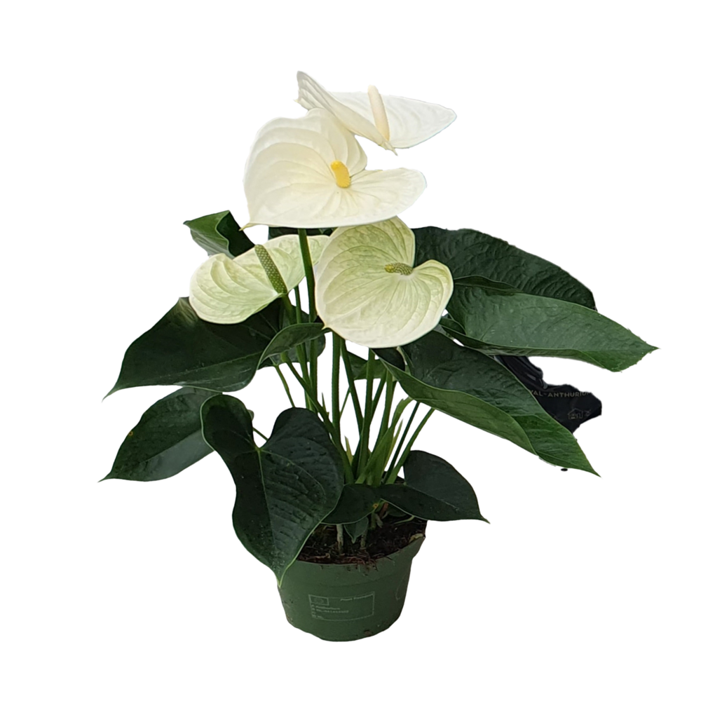 Langue de feu - anthurium 'alpine white' - hauteur 40-55cm - ø14cm