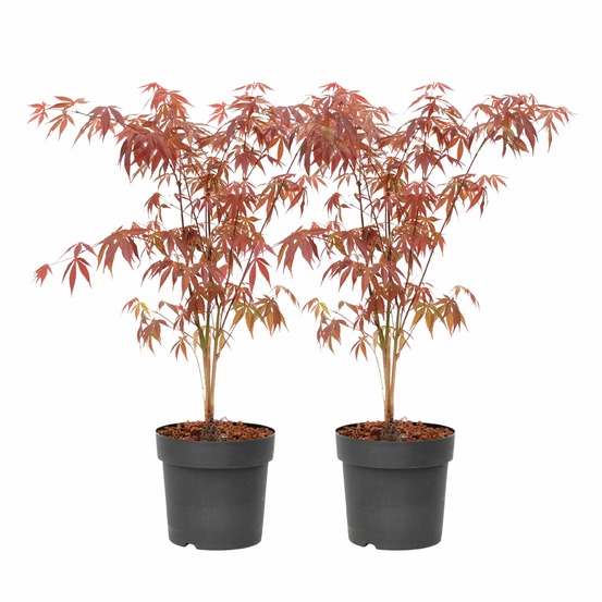 Érable du japon - set de 2 - acer palmatum 'atropurpureum' - h60-70cm - ⌀19cm