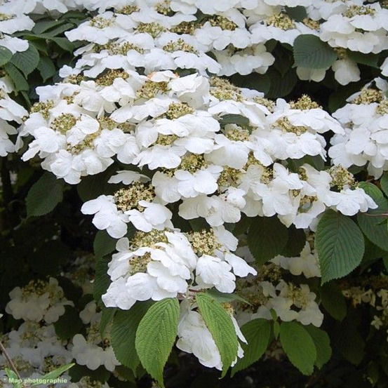 Viorne de chine 'lanarth' - viburnum plicatum 'lanarth' - 60-80 cm pot