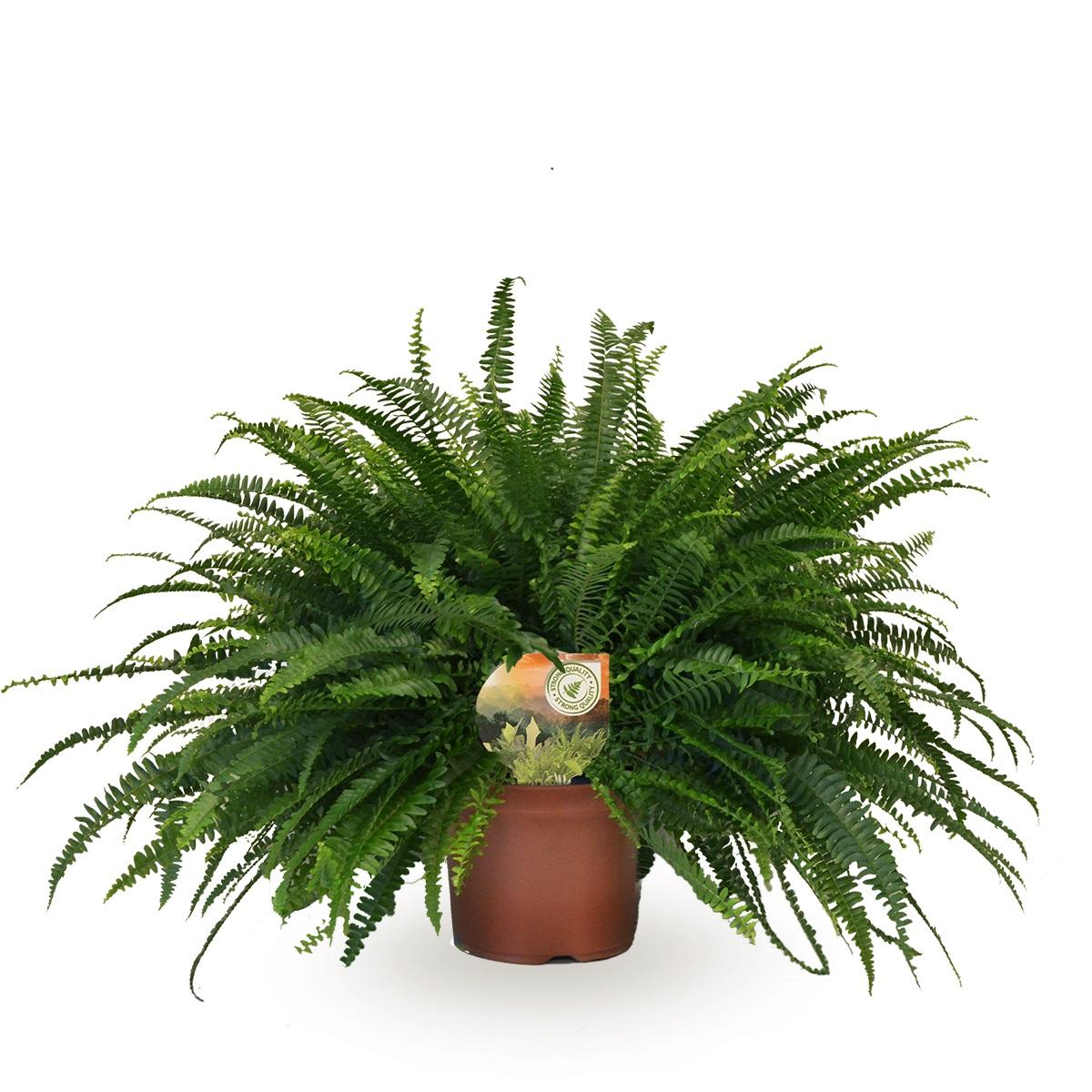 Plante d'intérieur - nephrolepis green lady 60.0cm