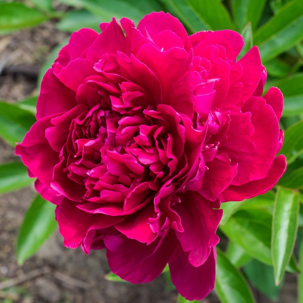 Pivoine de chine 'louis van houtte' pot de 3l/4l