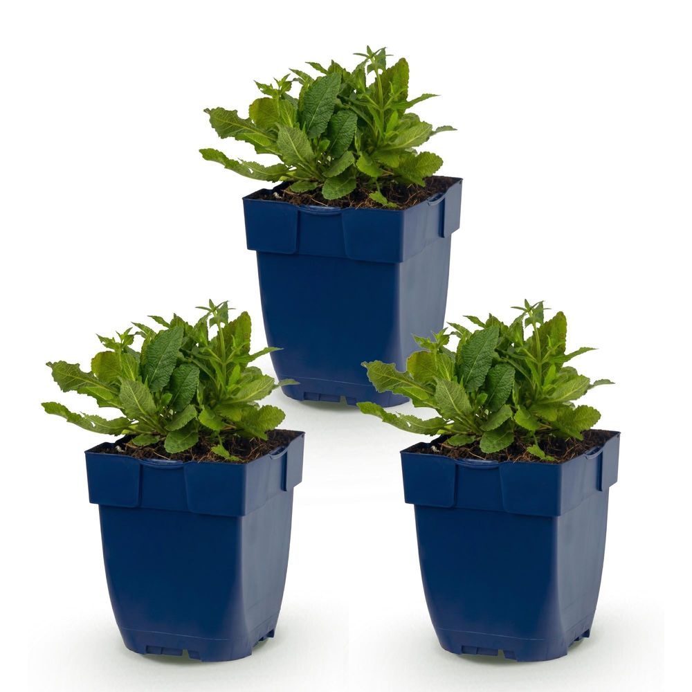 Sauge ornementale 'schneehügel' - lot de 3 - pot 11 cm - hauteur 25 cm - plante d'extérieur