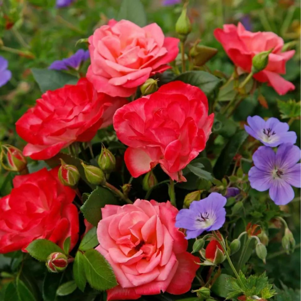 Rosier bicolore rouge enjoy floribunda en pot 3l