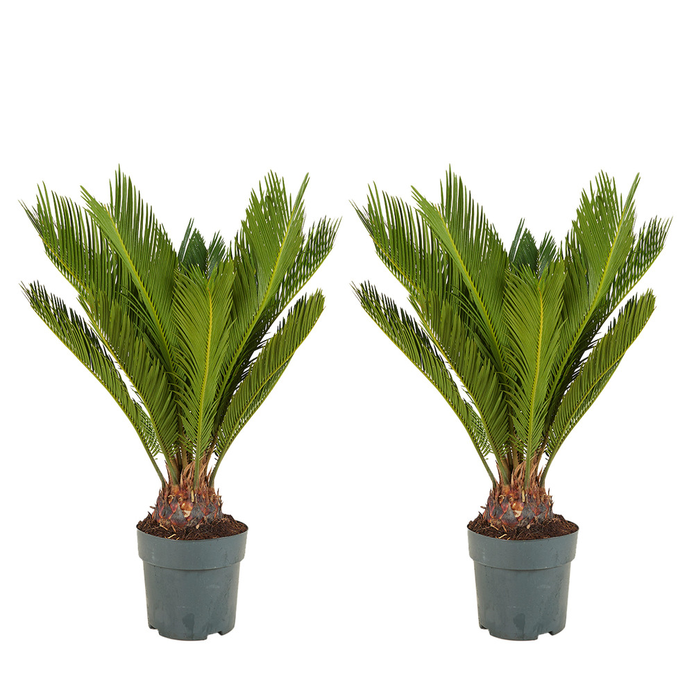 Lot de 2 - cycas revoluta - palmier de la paix - sagoutier - hauteur 60-80 cm - pot 17 cm