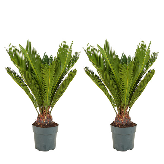 Lot de 2 - cycas revoluta - palmier de la paix - sagoutier - hauteur 60-80 cm - pot 17 cm