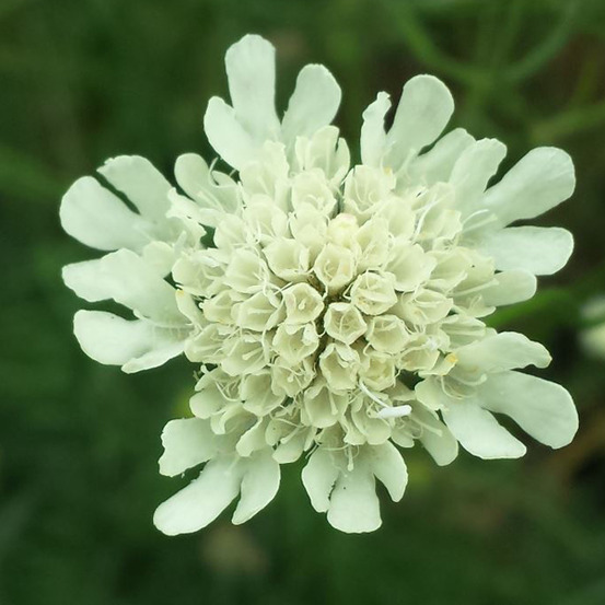 6 x scabieuse ochroleuca - scabiosa ochroleuca - godet 9cm x 9cm