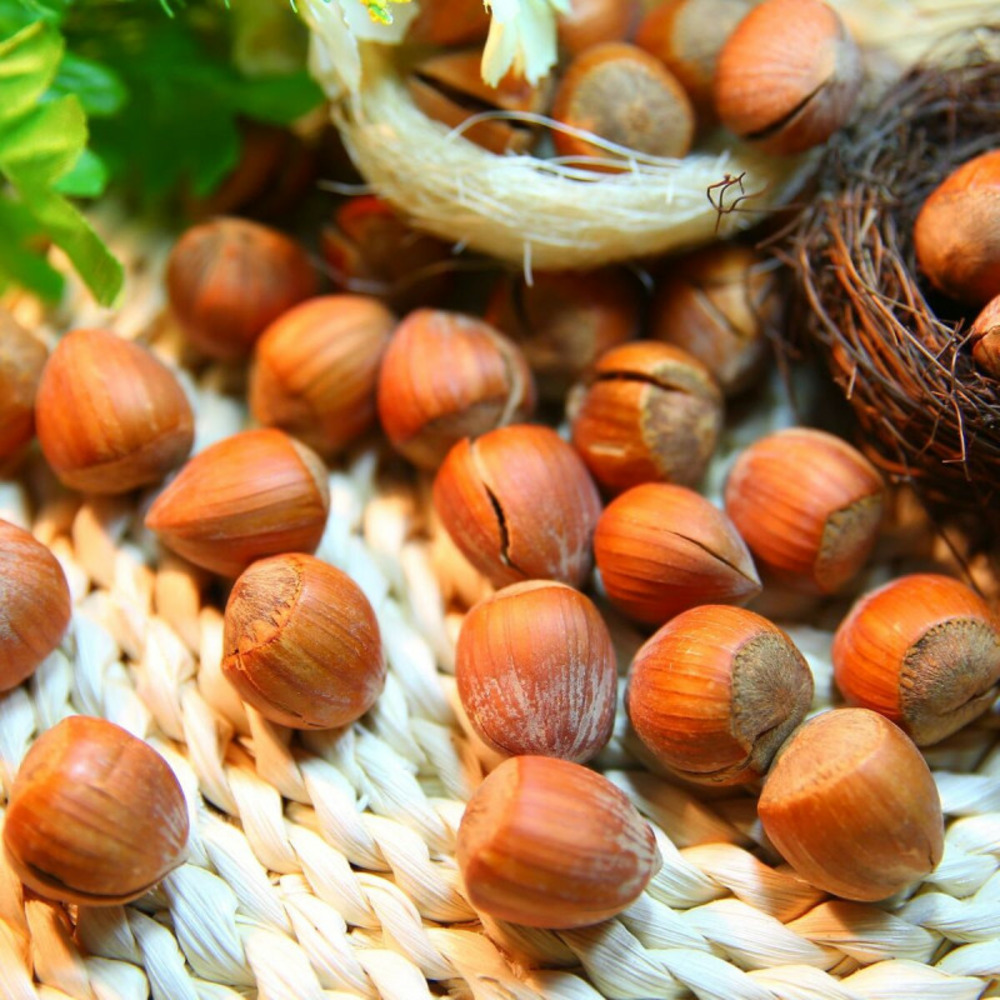 Noisetier géante des halles pot de 3l - 30/60 cm