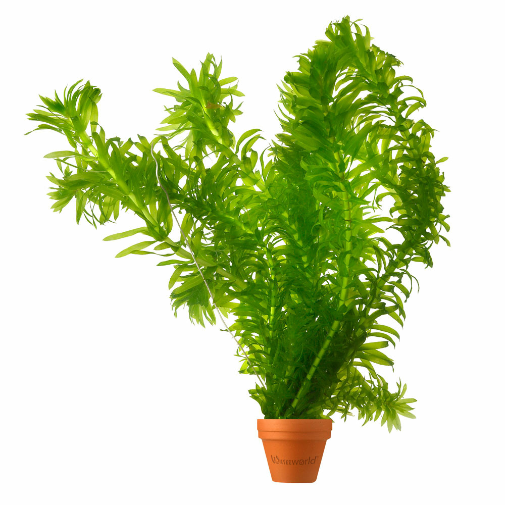 Elodea , lot elodea - plante oxygénante pour bassin, résistante au froid
