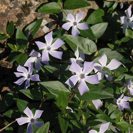 6 x pervenche difforme - vinca difformis - godet 9cm x 9cm