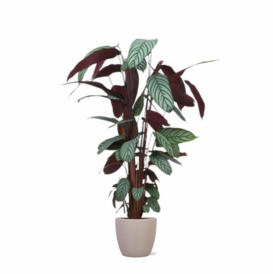 Ctenanthe oppenheimiana et son pot taupe - hauteur 27cm