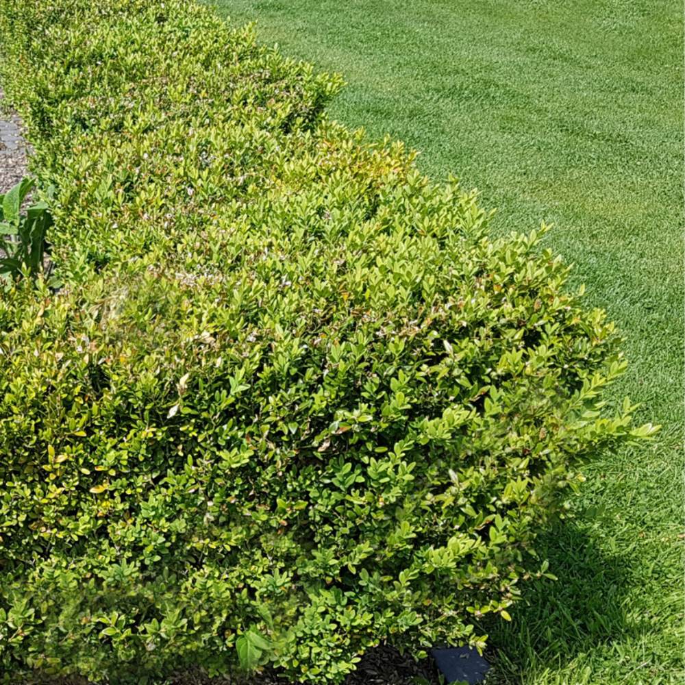 Buis commun - buxus sempervirens 20/25cm godet 9cm