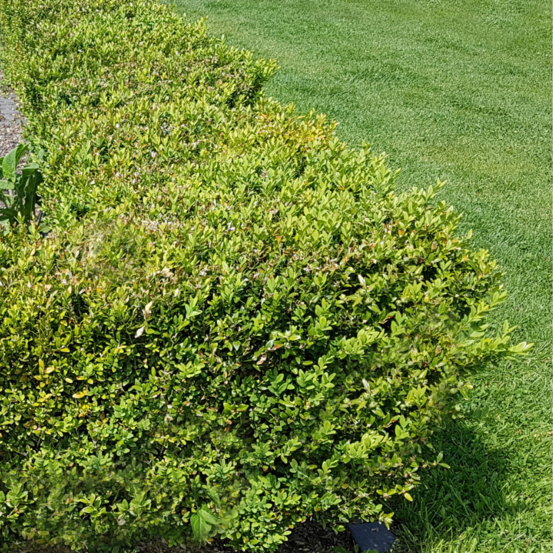 Buis commun - buxus sempervirens 20/25cm godet 9cm