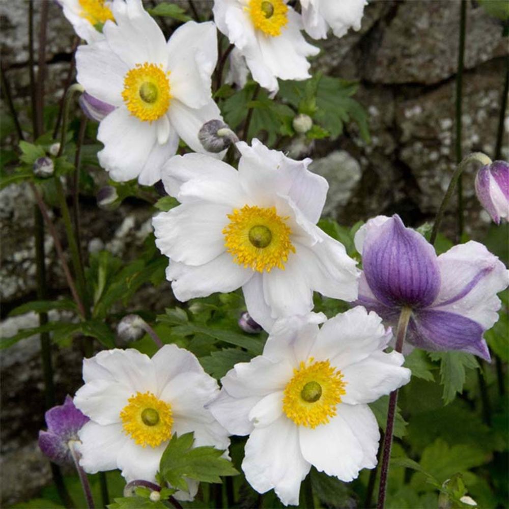 Anémone du japon 'ruffled swan' pot de 2l/3l