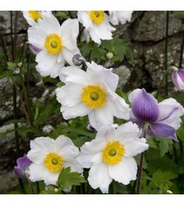 Anémone du japon 'ruffled swan' pot de 2l/3l