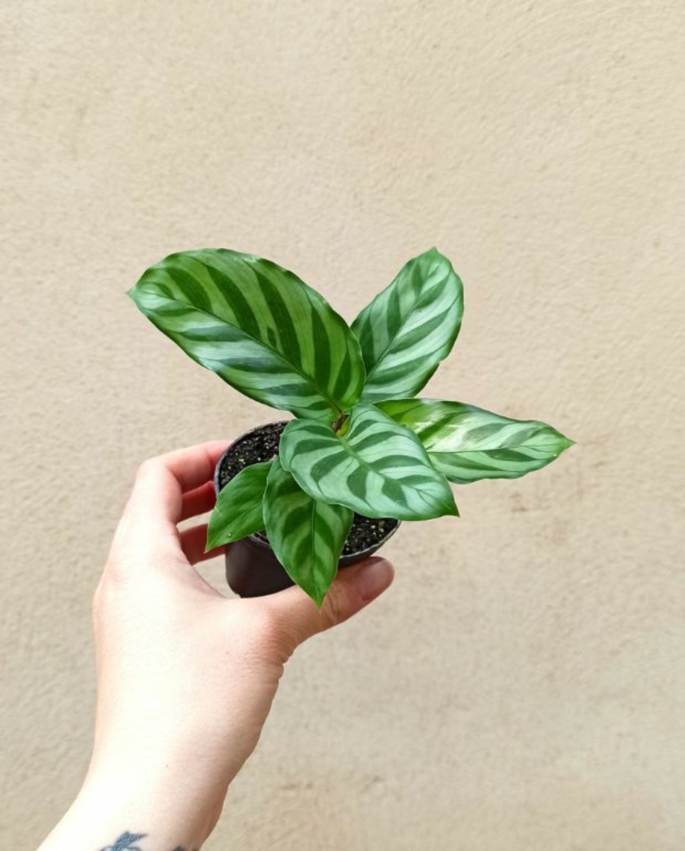 Calathea freddie small d. 6cm h. 15cm - plante d'intérieur