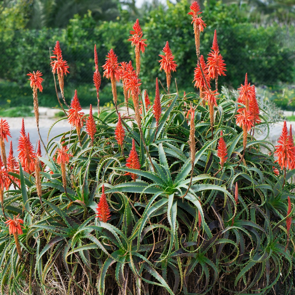 Aloès arborescent - le pot / ø 11cm