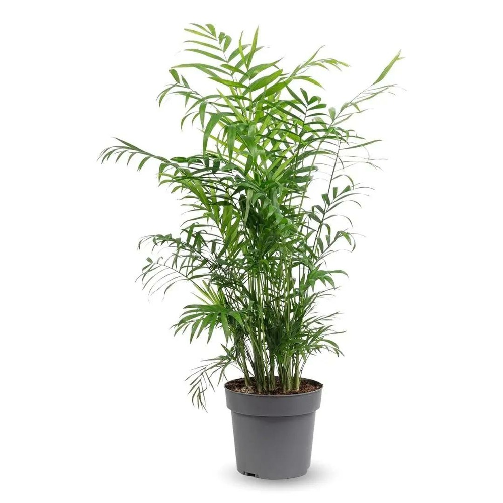 Chamaedorea elegans - palmier d'intérieur - ↕ 70-80 cm - ⌀ 17 cm - purificateur d'air