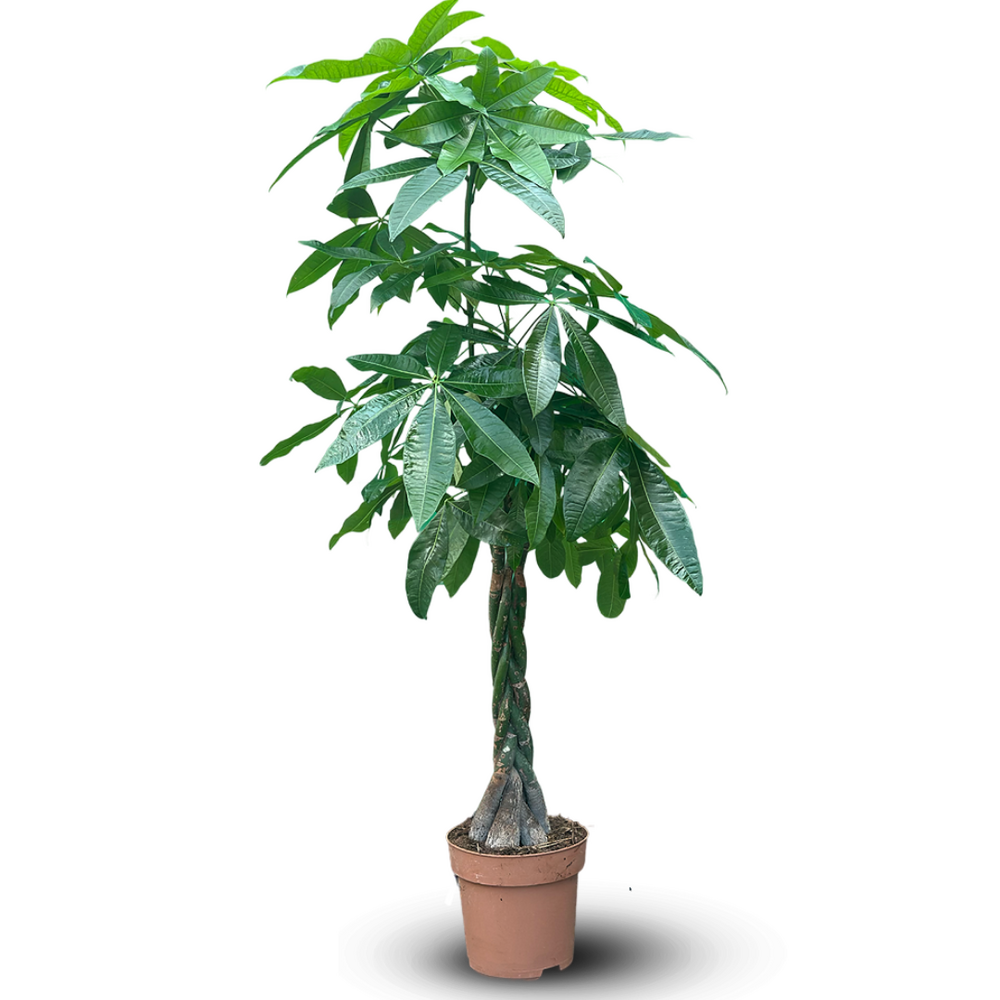 Pachira aquatica - plante d'intérieur - peu d'entretien - ↕ 170-190 cm - ⌀ 30 cm - money tree