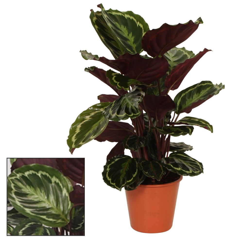 Calathea medaillon - ø19cm - ↕75cm - plantes d'intérieur