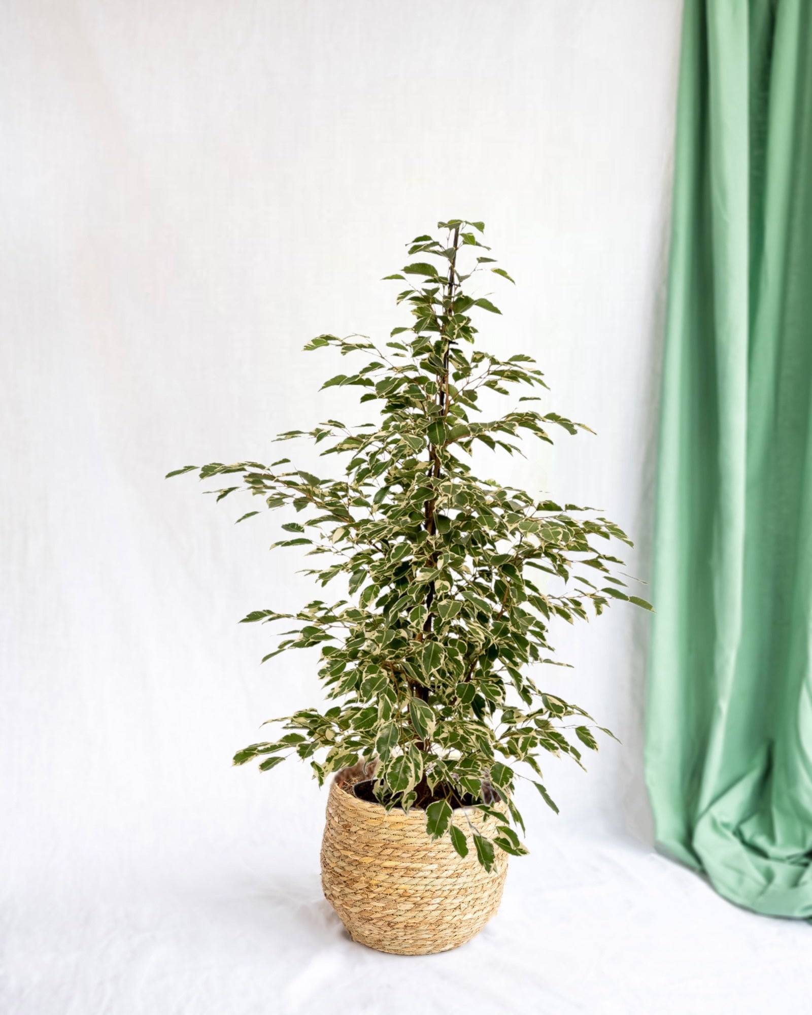 Plante d'intérieur - ficus benjamina twilight 95cm
