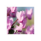 Bulbe de cyclamen de naples/cyclamen hederifolium[-]sachet de 2 bulbes