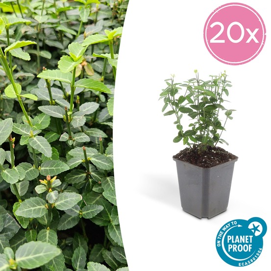 Fusain rampant x20 – entre 1,25 et 1,67m2