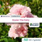 50 x rosier paysager the fairy en godet