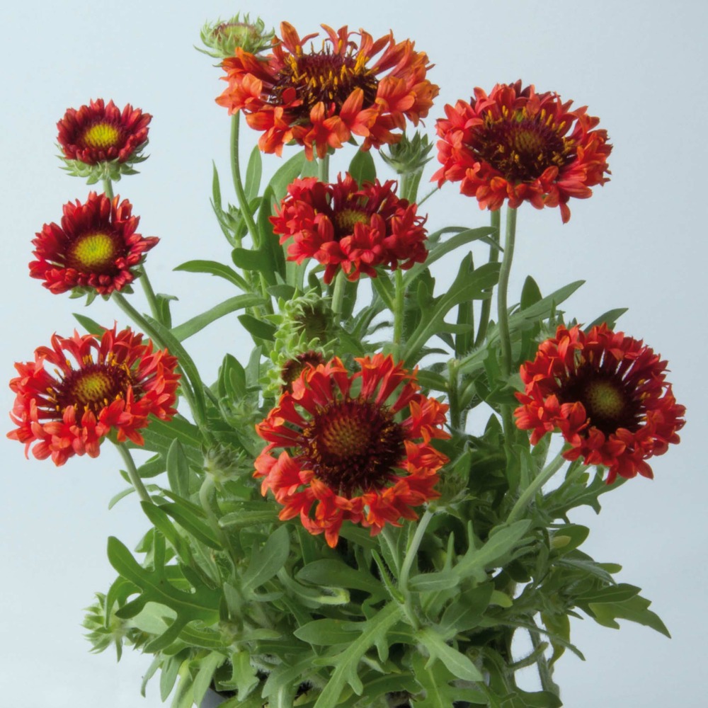 Gaillarde 'fanfare blaze' godet de 8/9 cm