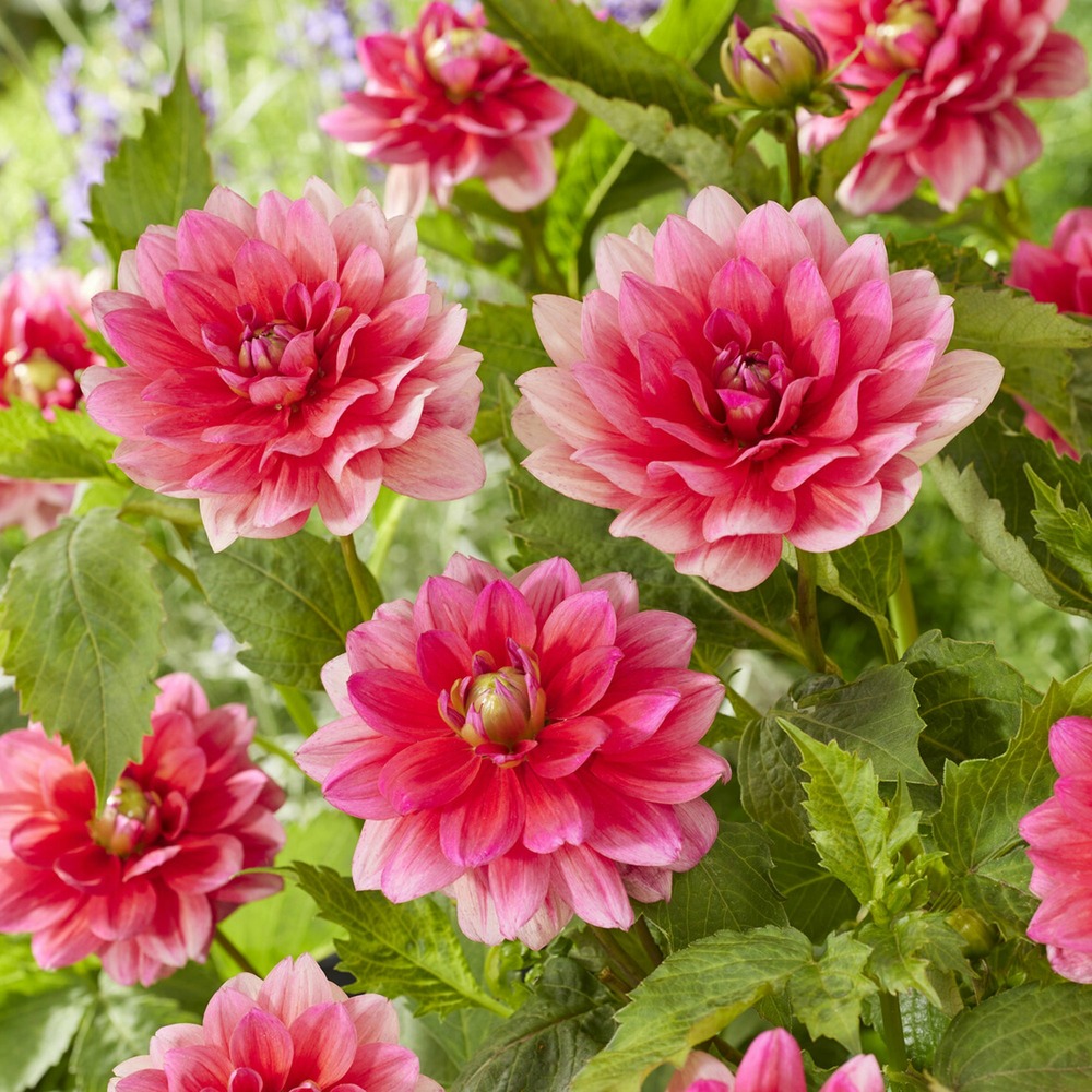 Dahlia nain berliner kleene - le sachet de 1 bulbe, vendu par lot de 2