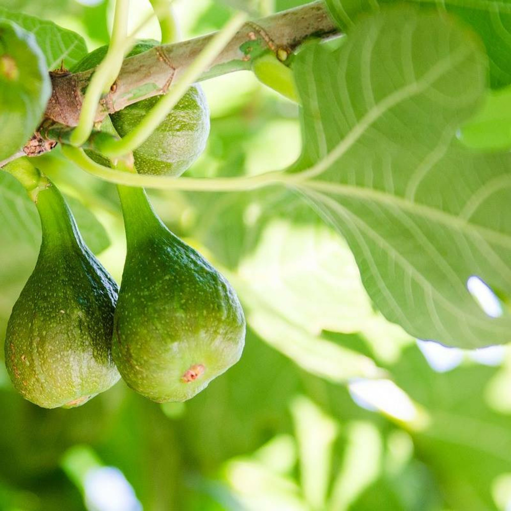 Figuier gustissimo® morena, ficus carica pot de 3l - 30/60 cm